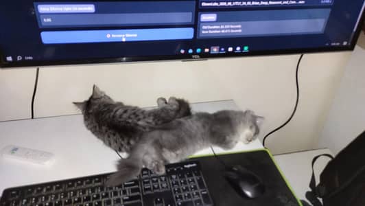 pair kitten for sale