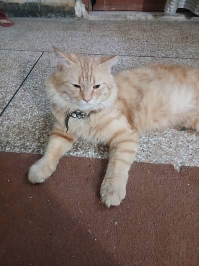 Persion Cats