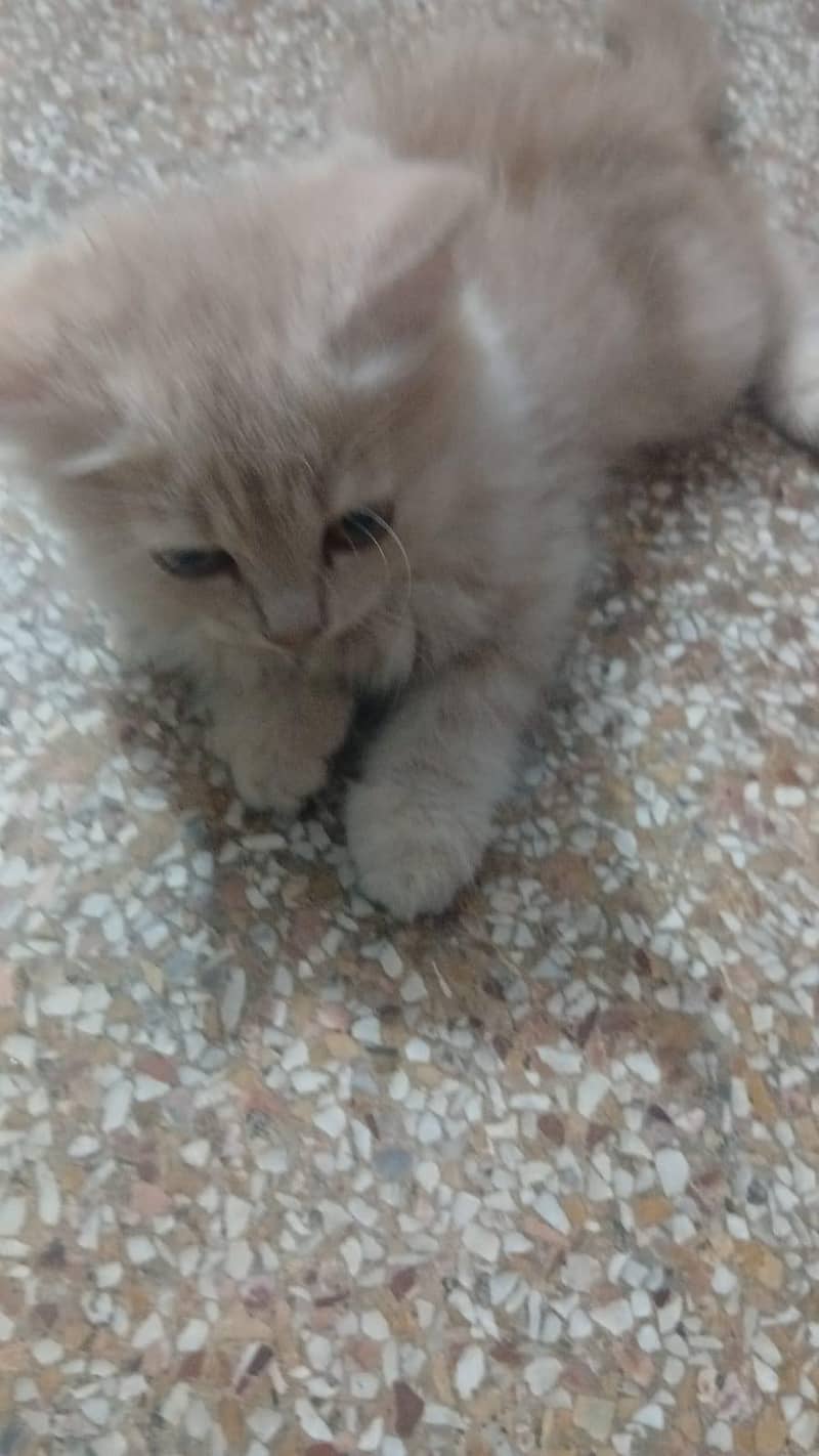 Persion Cats 1