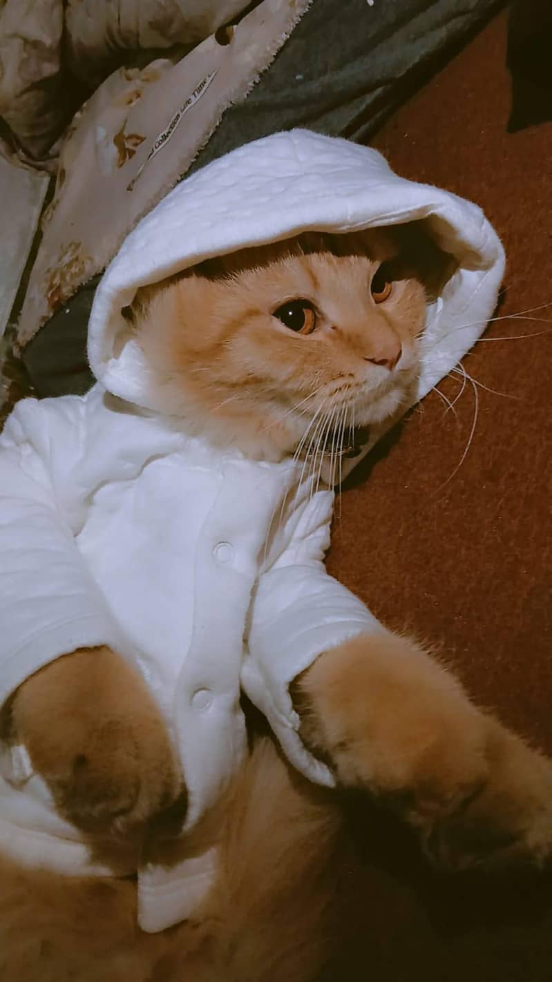 Persion Cats 2