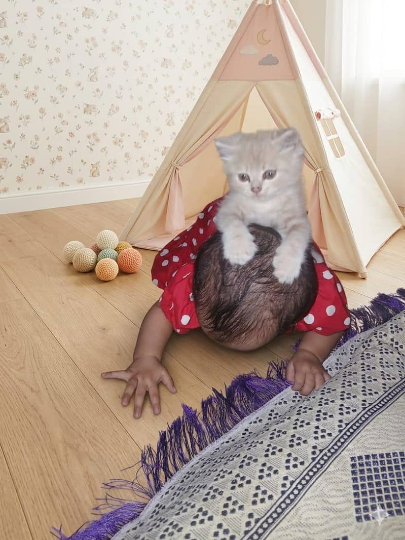 Persion Cats 3