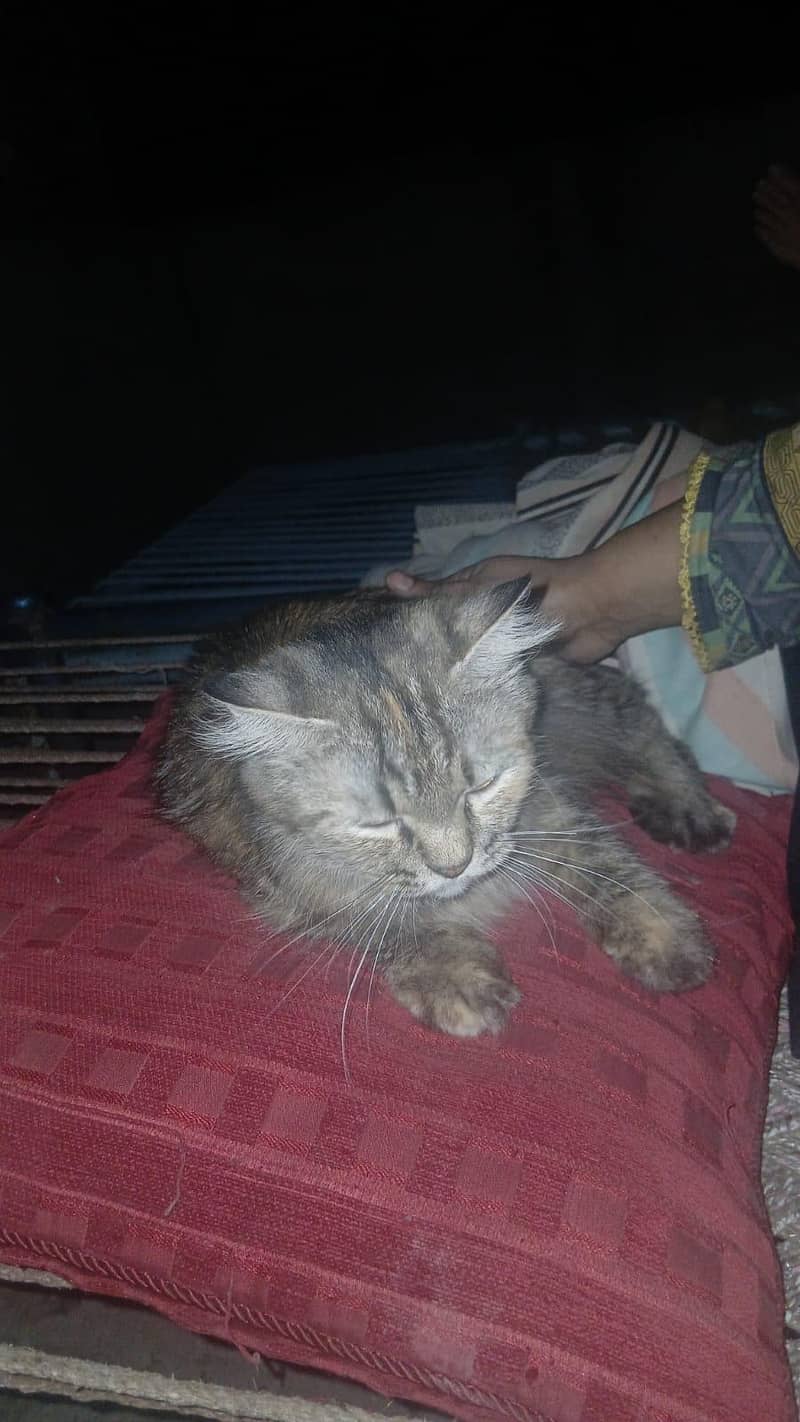Persion Cats 4