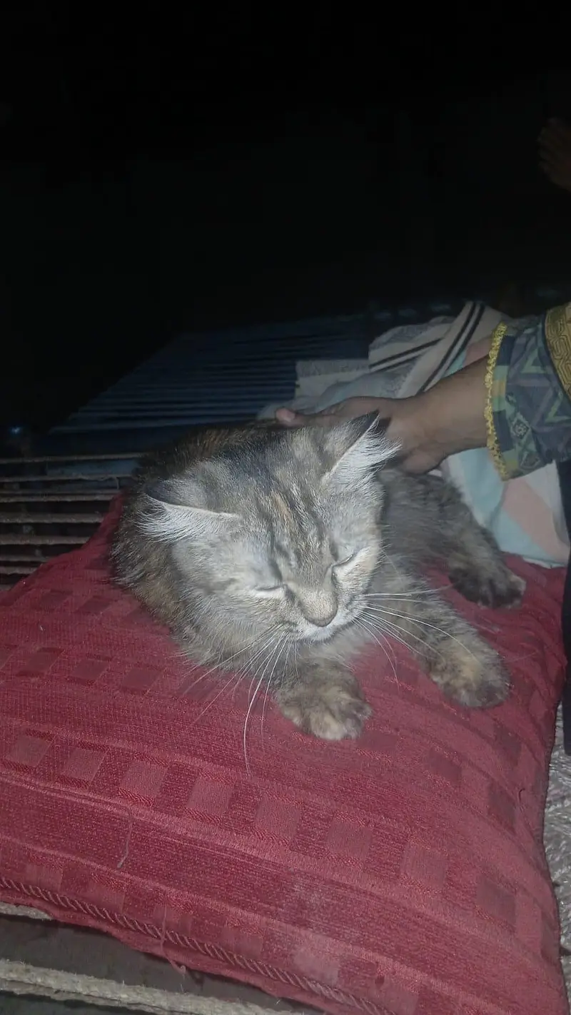 Persion Cats — photo 5