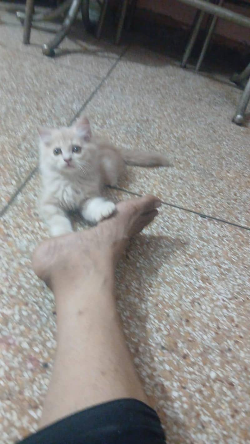 Persion Cats 6