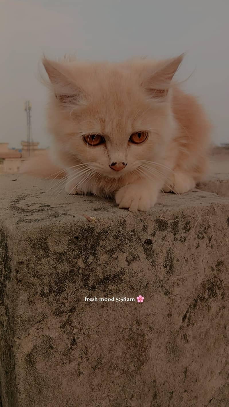 Persion Cats 7