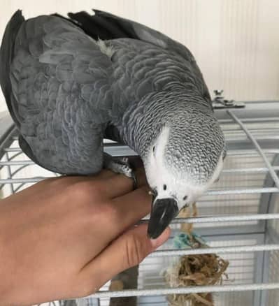 African Grey Parrot checks for sale03445146577