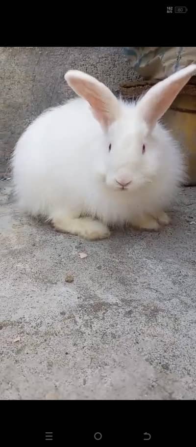 Angura rabbit  original quality  male female