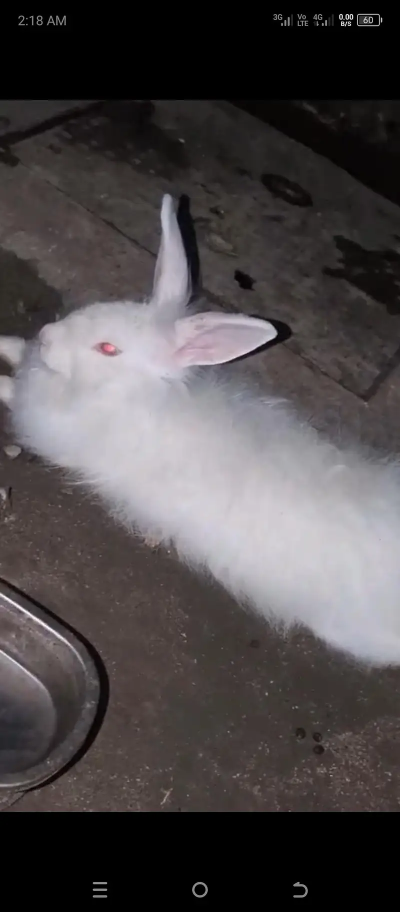 Angura rabbit  original quality  male female — photo 2