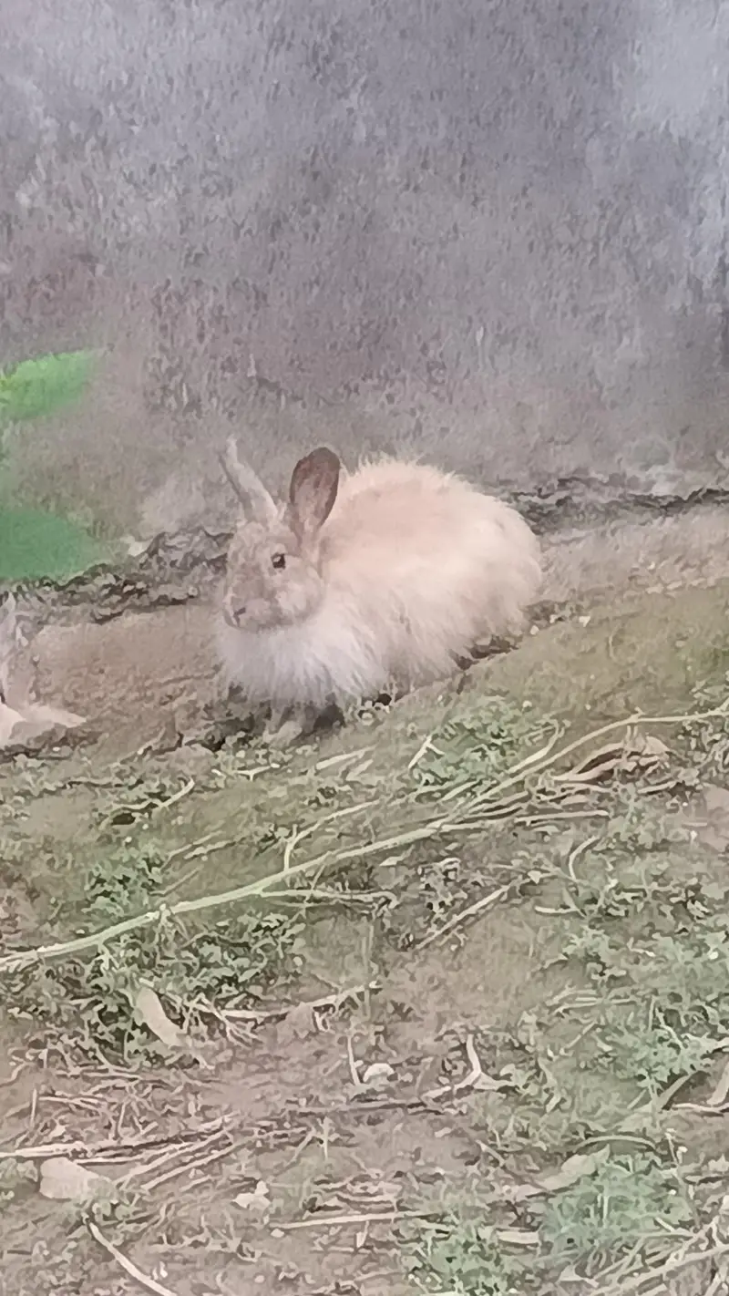 Angura rabbit  original quality  male female — photo 3