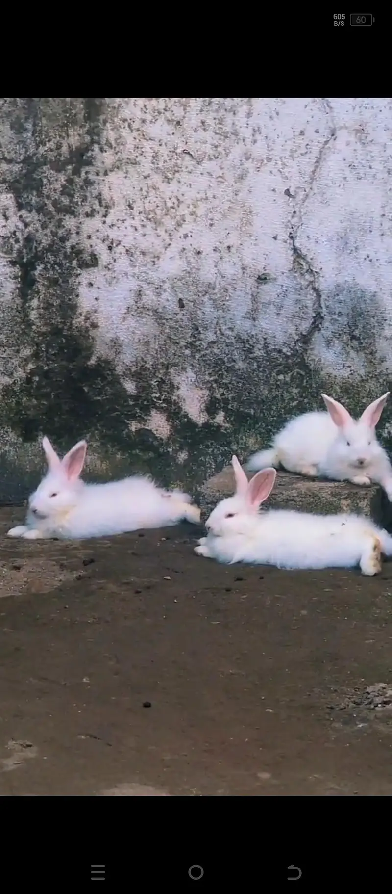 Angura rabbit  original quality  male female — photo 4
