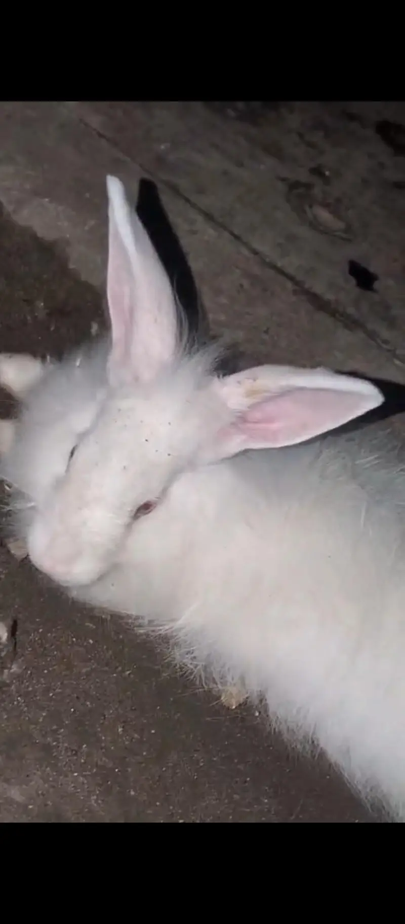 Angura rabbit  original quality  male female — photo 5