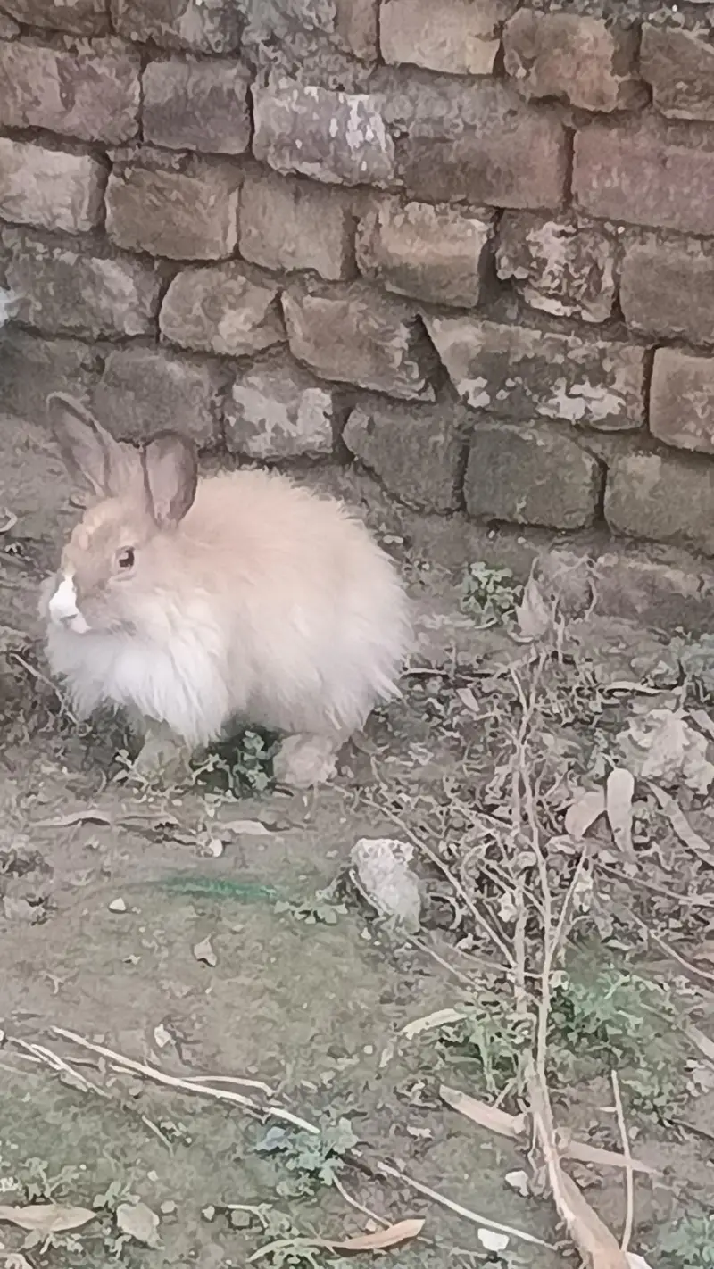 Angura rabbit  original quality  male female — photo 6