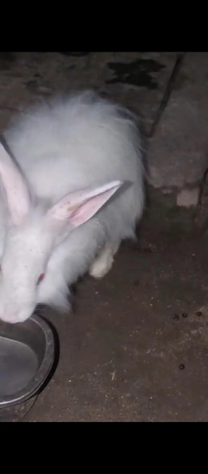 Angura rabbit  original quality  male female — photo 7
