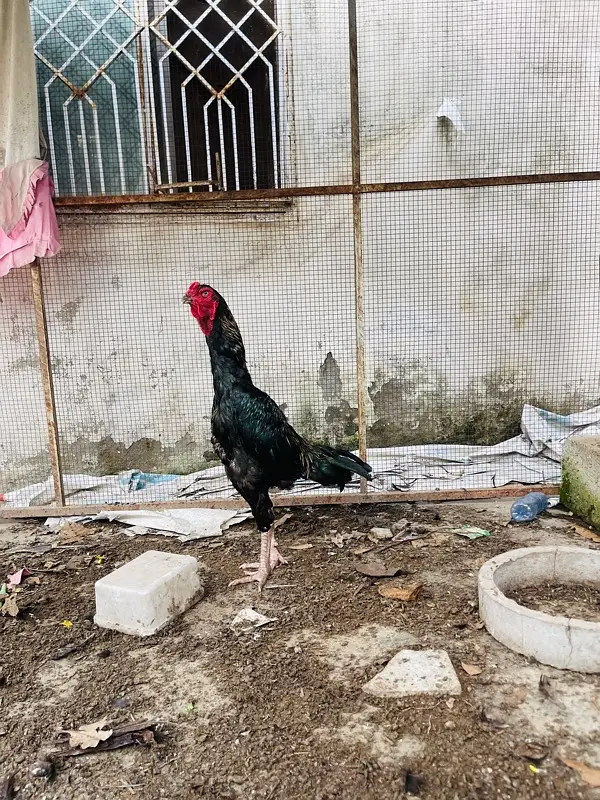 aseel shamo mix — photo 5