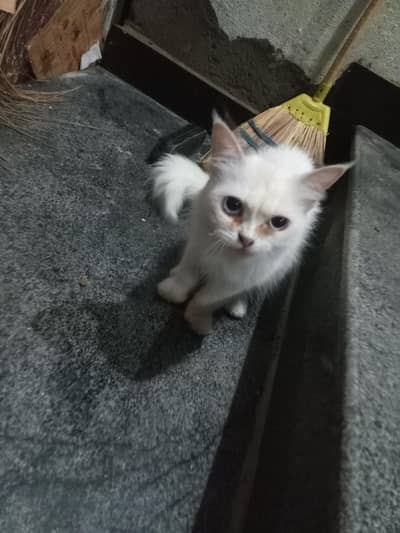 cute white female persian, no mate yet.