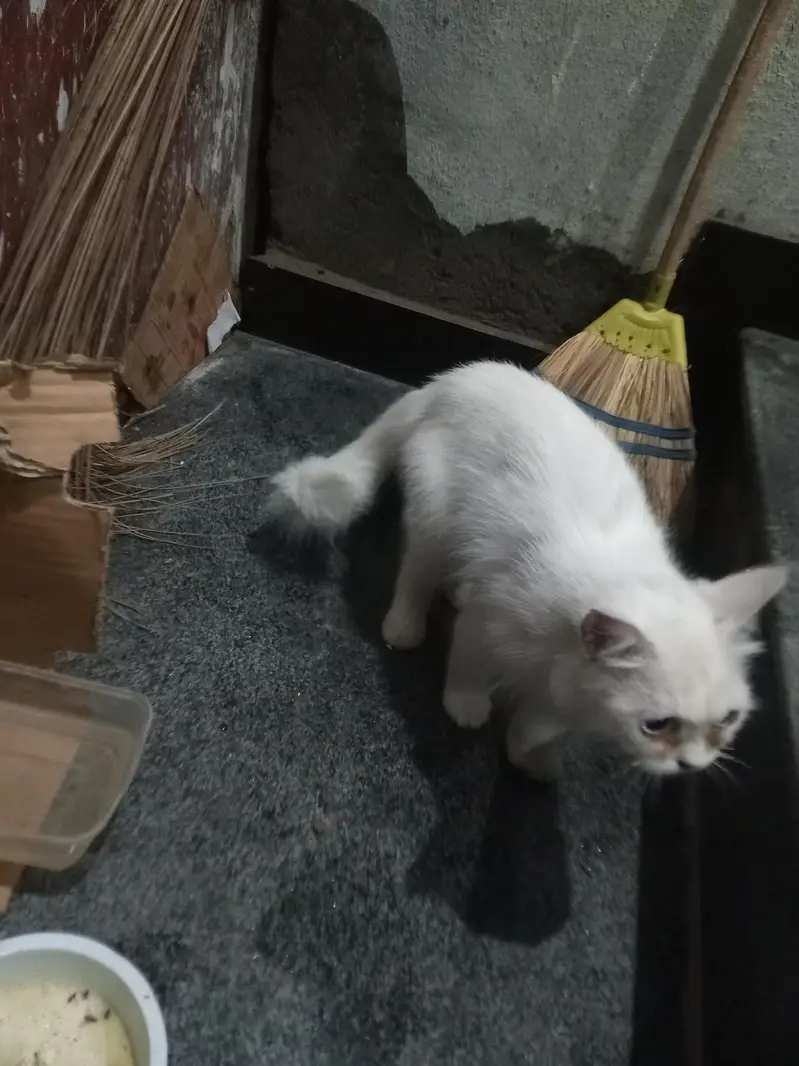 cute white female persian, no mate yet. — photo 2