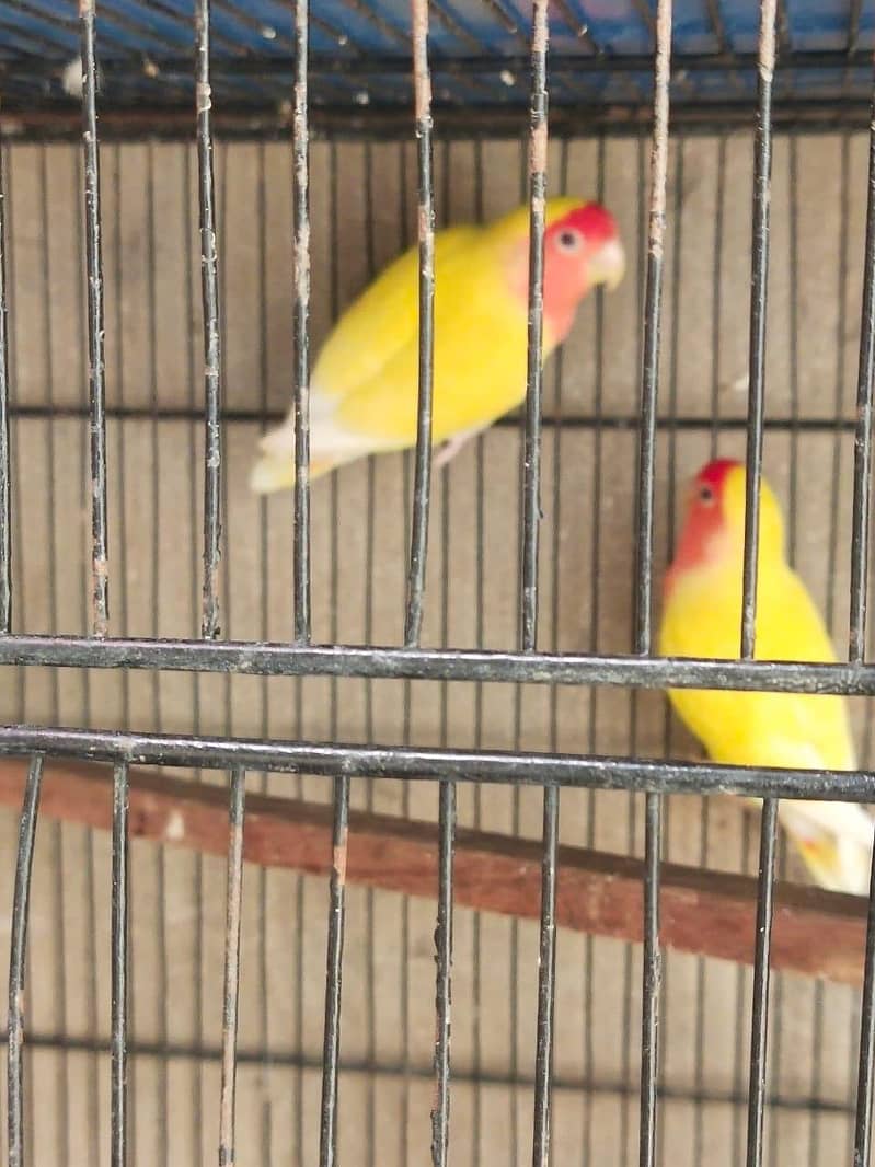2 pair 0