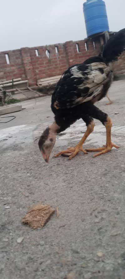 Aseel Thai chicks for sale