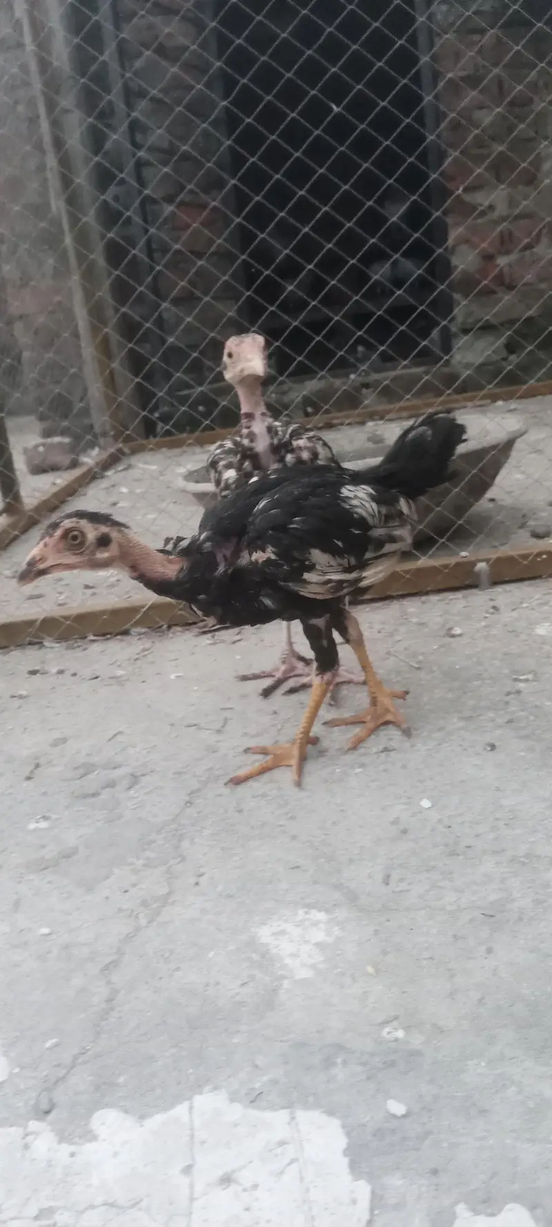 Aseel Thai chicks for sale — photo 2