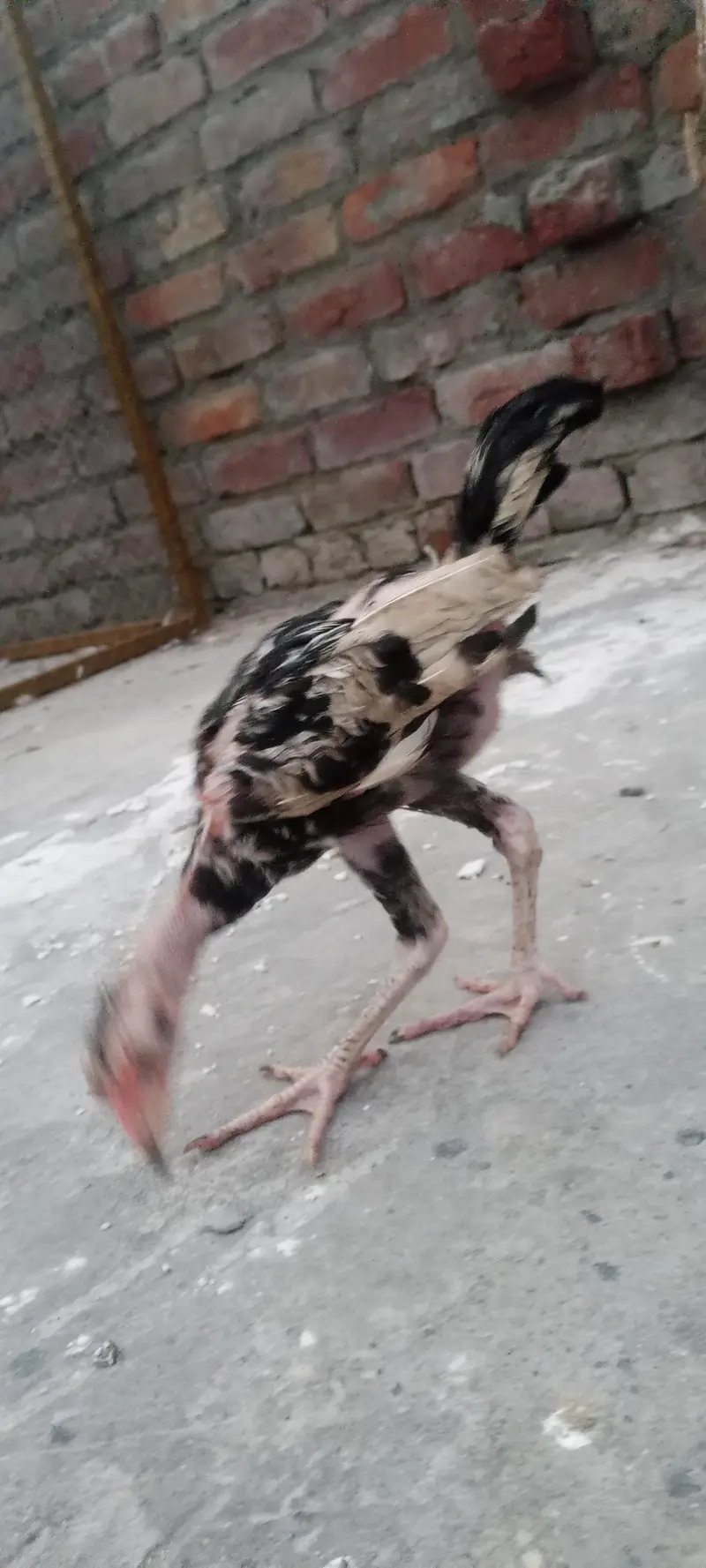 Aseel Thai chicks for sale — photo 3