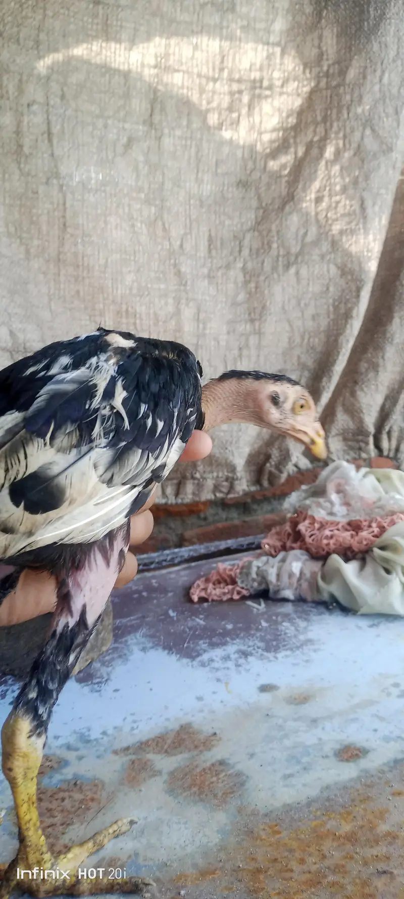 Aseel Thai chicks for sale — photo 5
