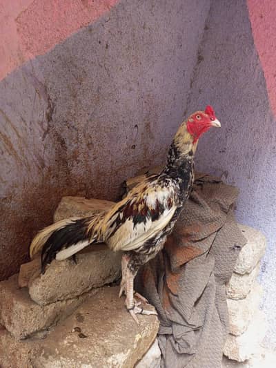 3 Aseel Murghe For saLe. WhatsApp no#0314-2146344