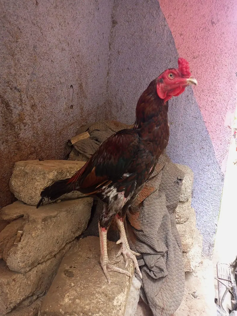 3 Aseel Murghe For saLe. WhatsApp no#0314-2146344 — photo 2