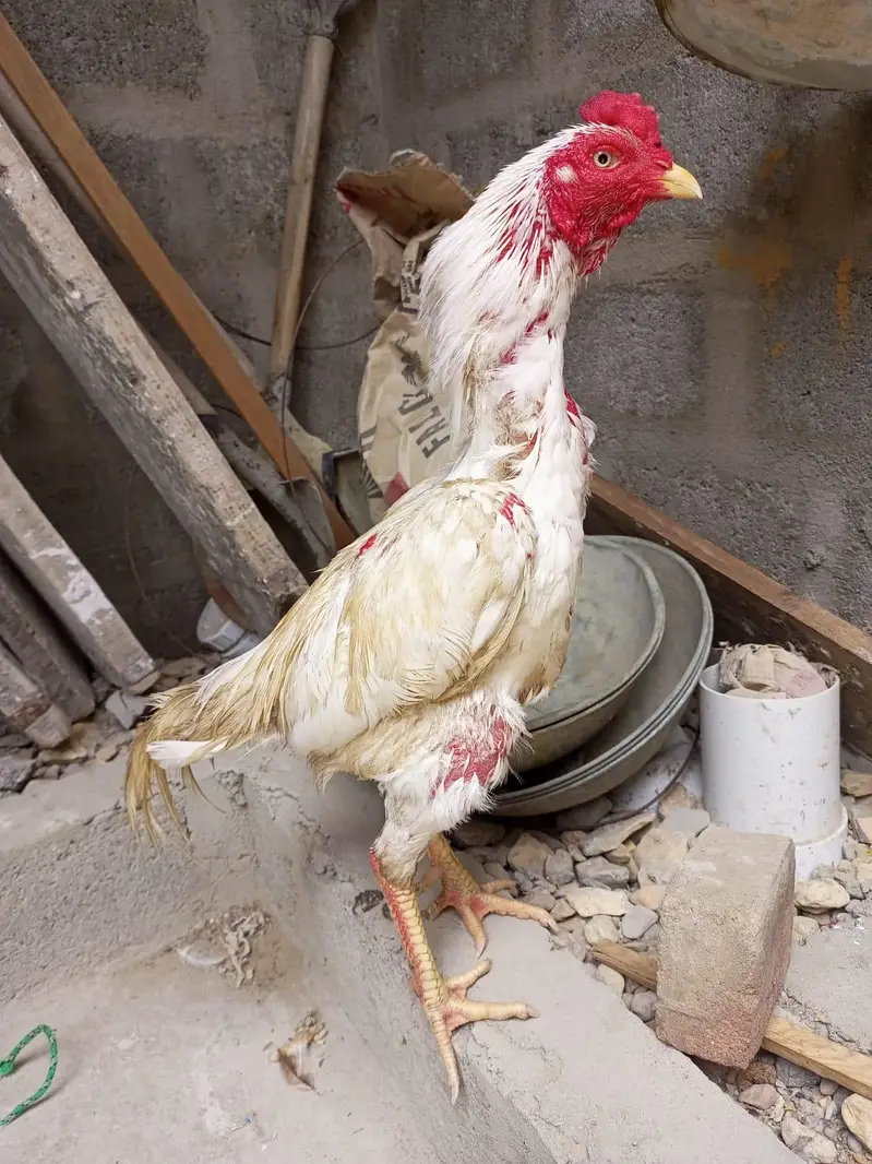 3 Aseel Murghe For saLe. WhatsApp no#0314-2146344 — photo 3