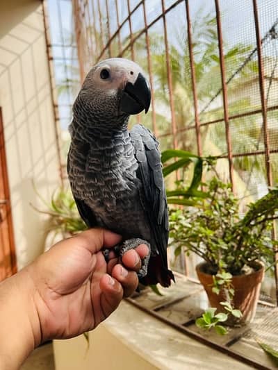 Grey Parrot