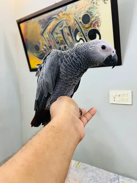 Grey Parrot — photo 2