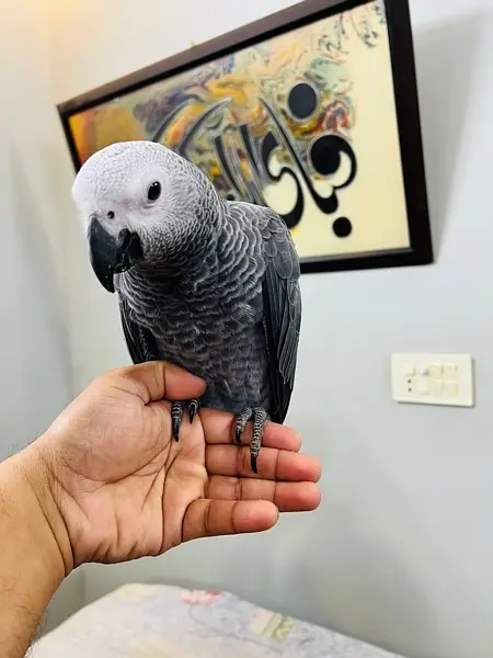 Grey Parrot — photo 3