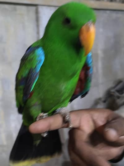 Eletus male tame  2 nails miss