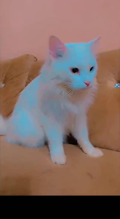 Persian cat for sale