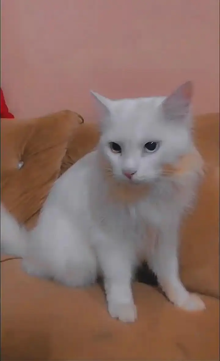 Persian cat for sale — photo 2
