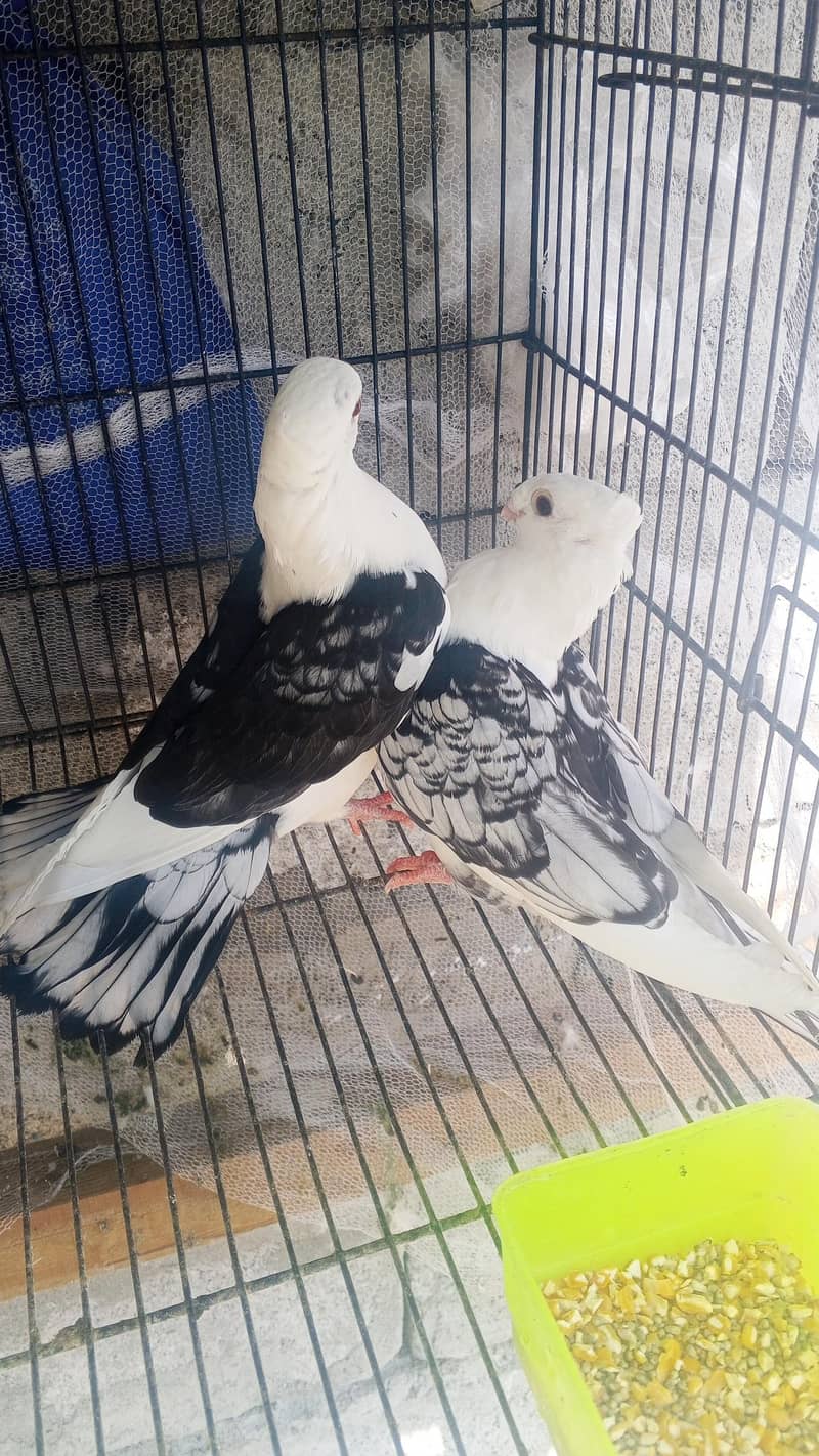 Senti 2