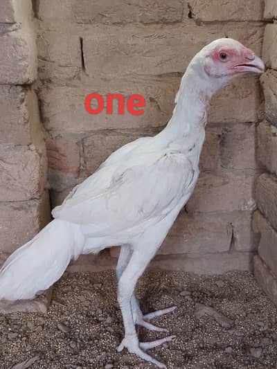 white Heera aseel