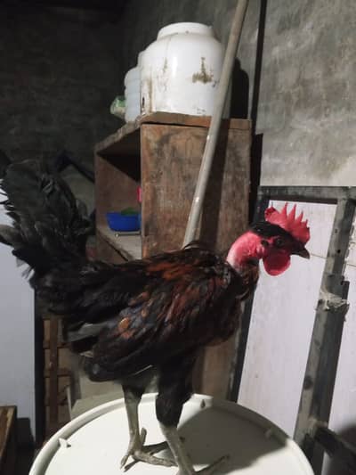 1 Golden misir black males and 1 nacked neck male for sale