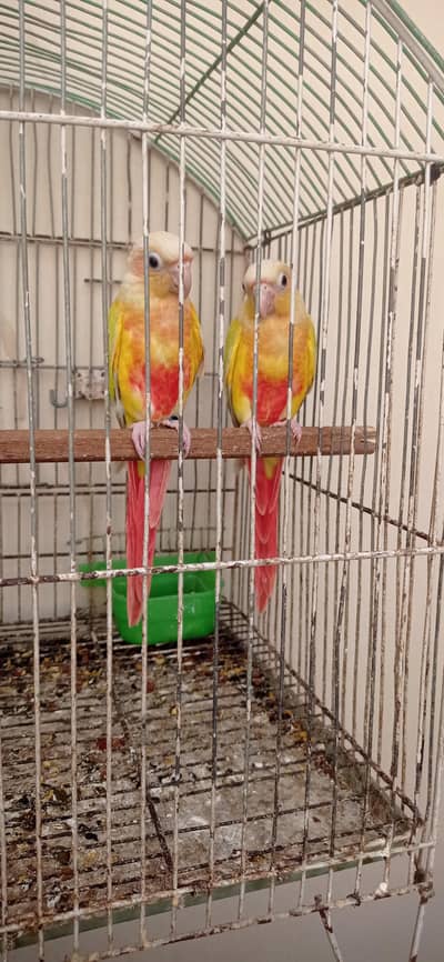 Suncheek Conure