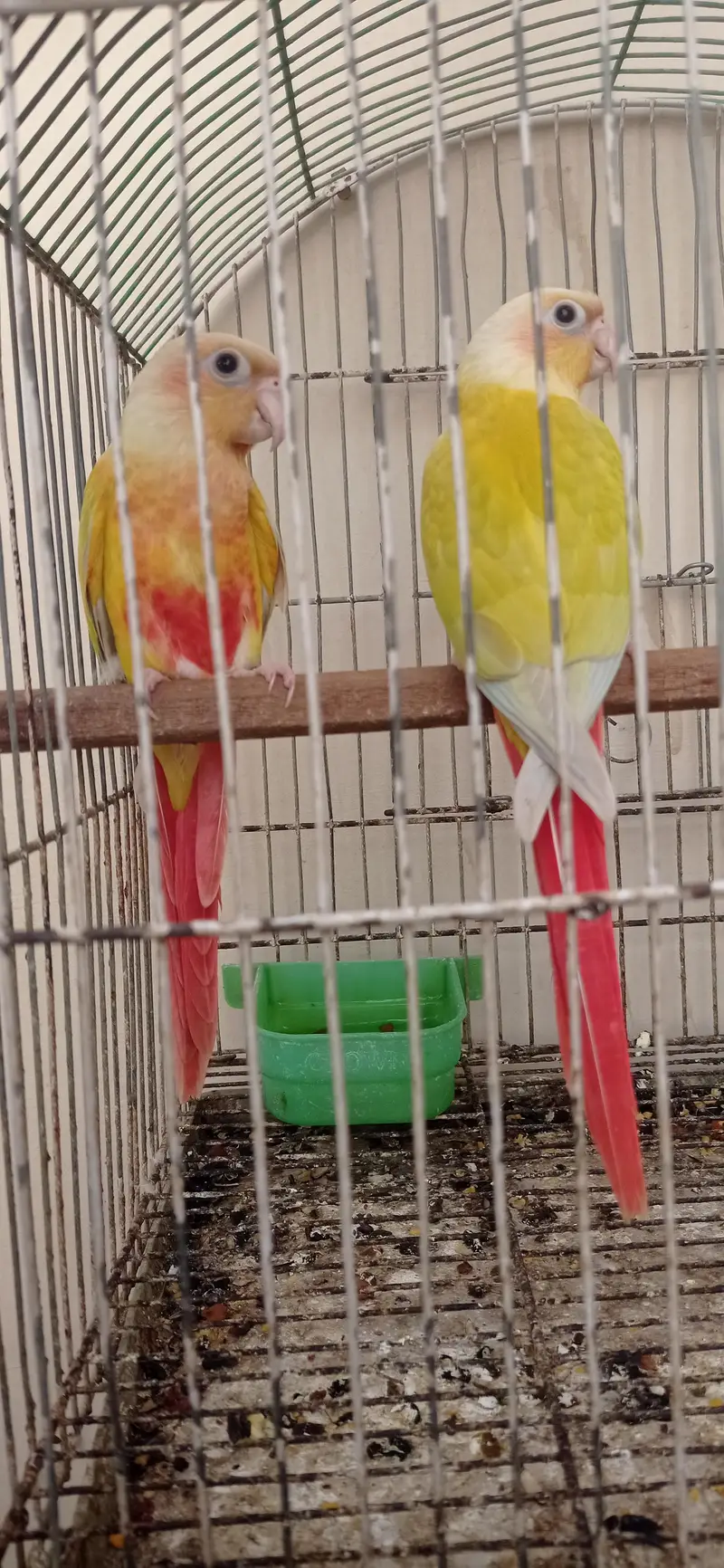 Suncheek Conure — photo 2
