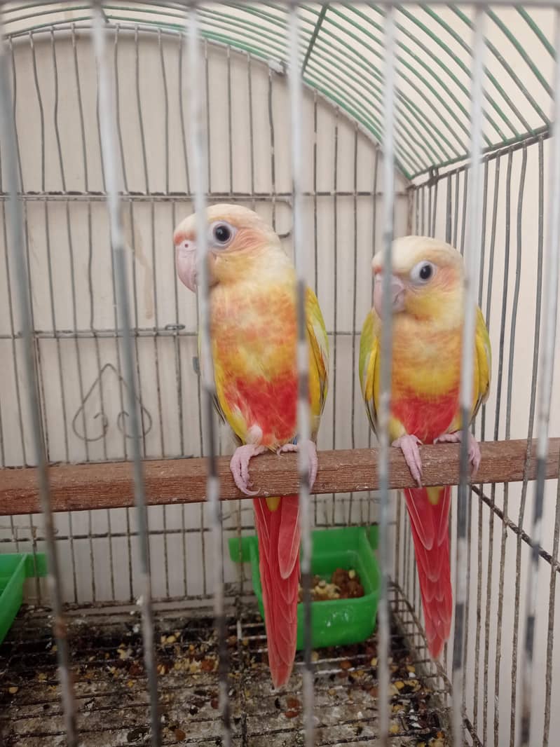 Suncheek Conure 2