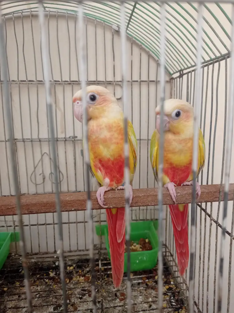 Suncheek Conure — photo 3