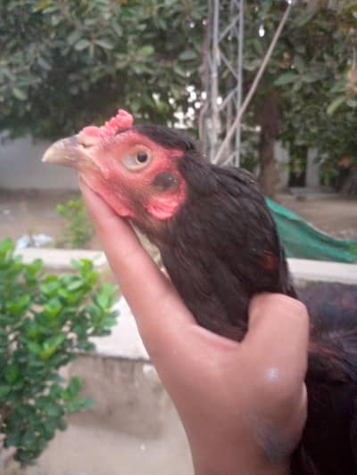 miya wali