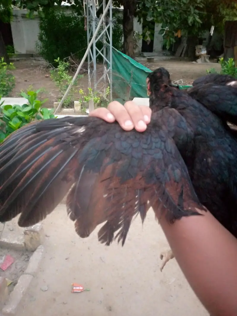 miya wali — photo 2