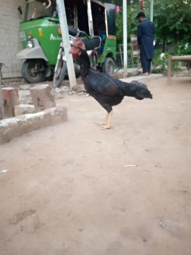miya wali — photo 5