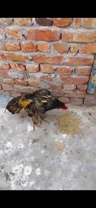 Mianwali Shajra