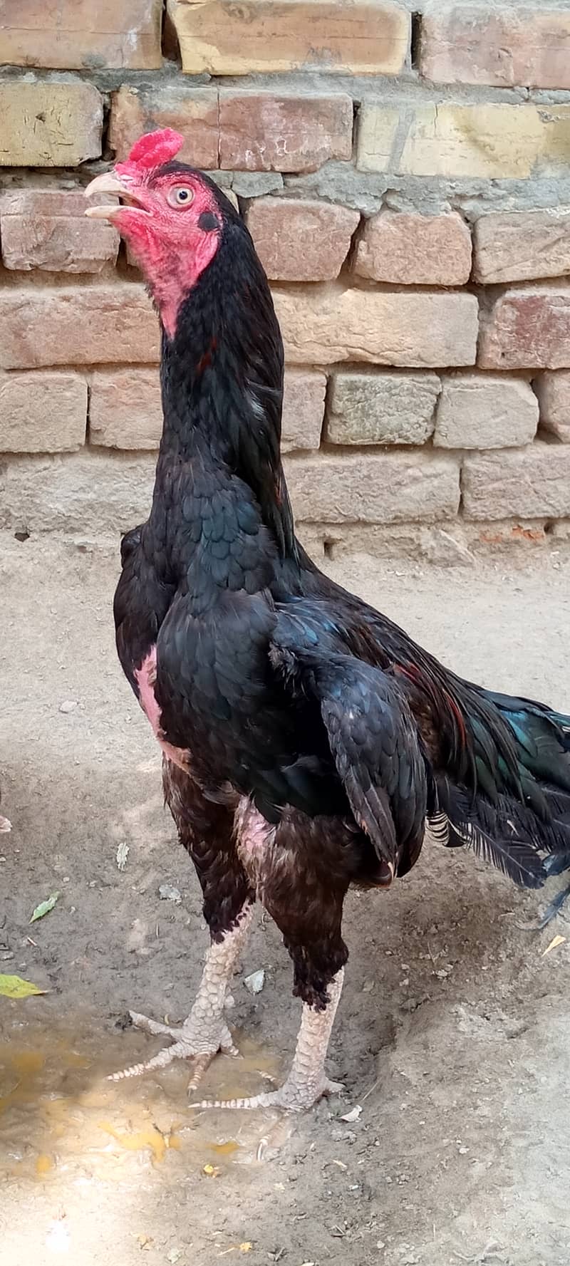 Aseel murga 0
