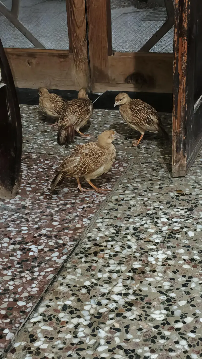 Irani teetar pair — photo 2