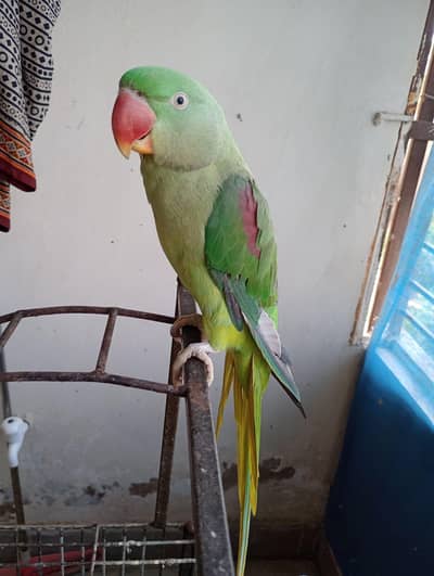 Raw parrot female