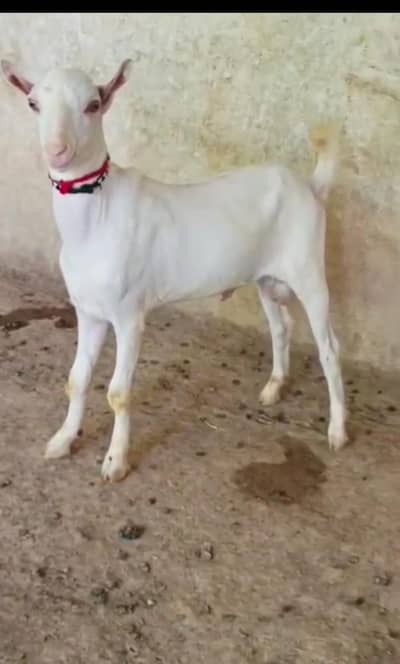 Goat Barbra teeda