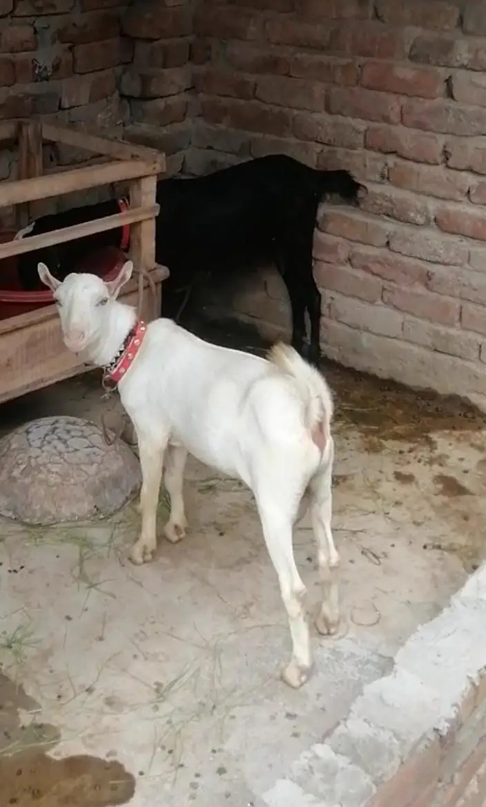 Goat Barbra teeda — photo 2